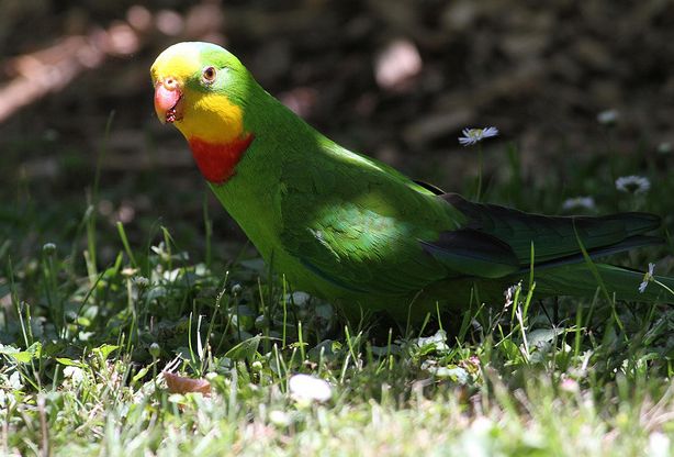  p>超级鹦鹉(学名:polytelis swainsonii)是典型的 a href="#" data