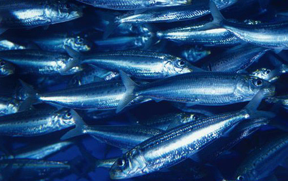 远东拟沙丁鱼