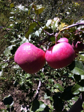 林芝苹果