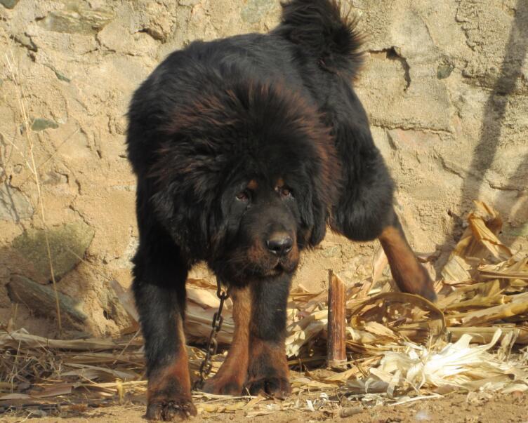 tibetan mastiff