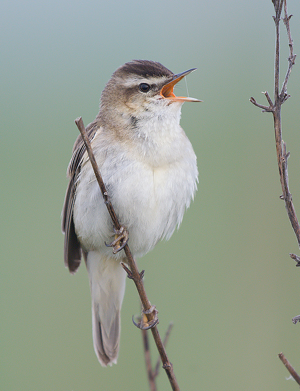  p>水蒲苇莺(学名: i>acrocephalus schoenobaenus /i>):小型 a href=