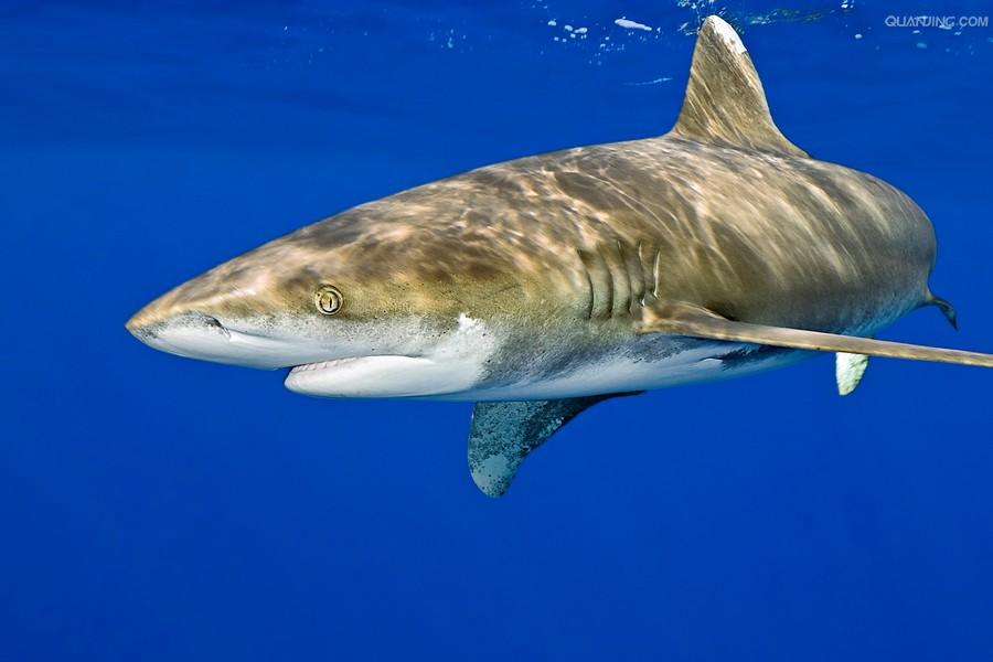  p>远洋白鳍鲨, i>carcharhinus longimanus  /i>(poey, 1861),是 a