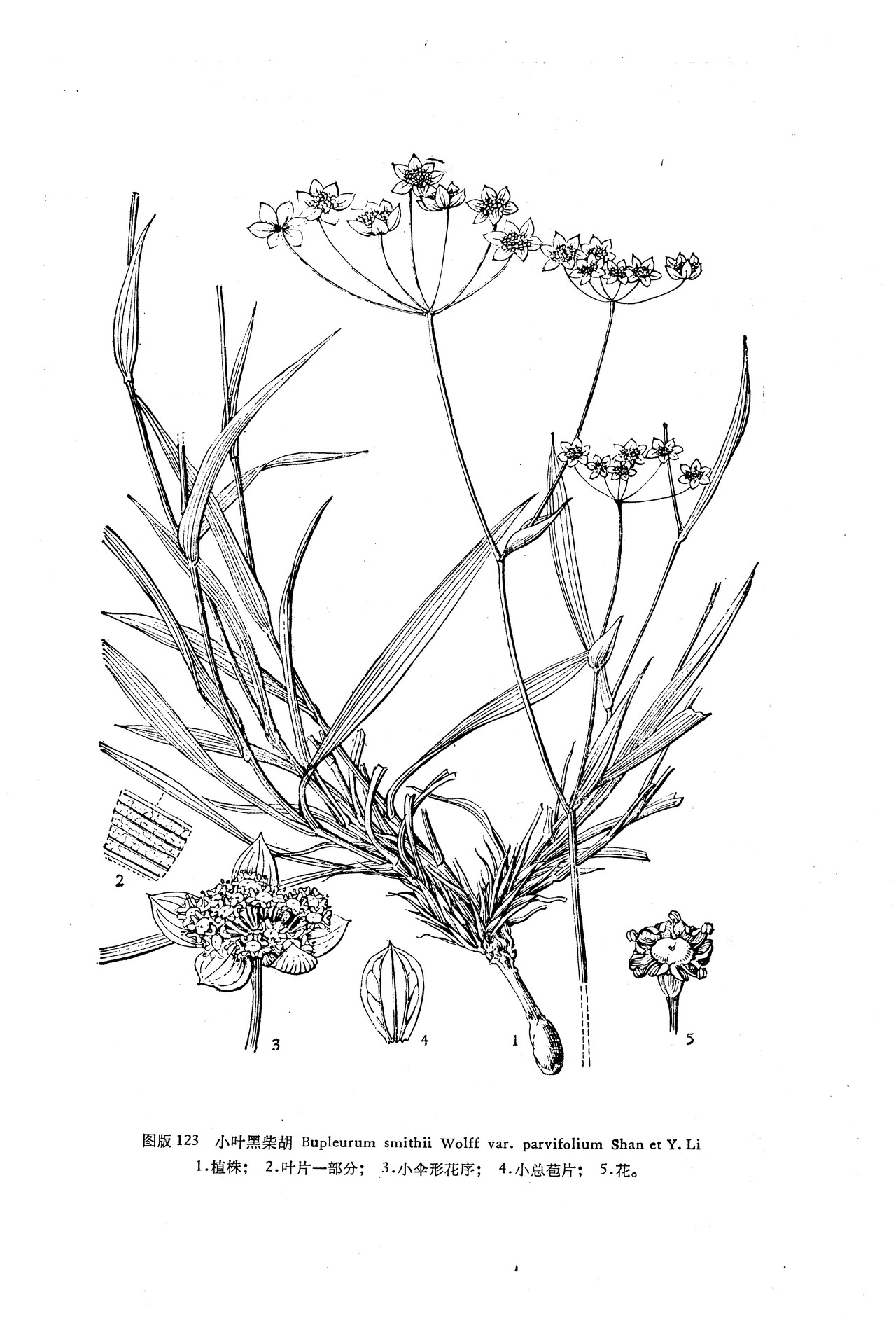  p>黑柴胡(学名: i>bupleurum smithii /i> wolff)是伞形科,柴胡属