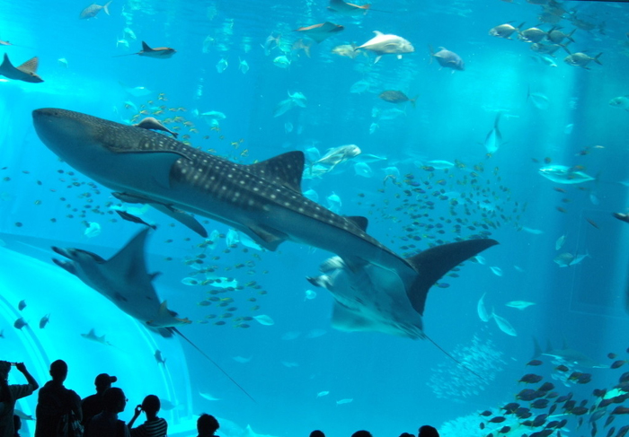 data-lemmaid="25353">海洋公园 /a>(ocean park hongkong)位于中国