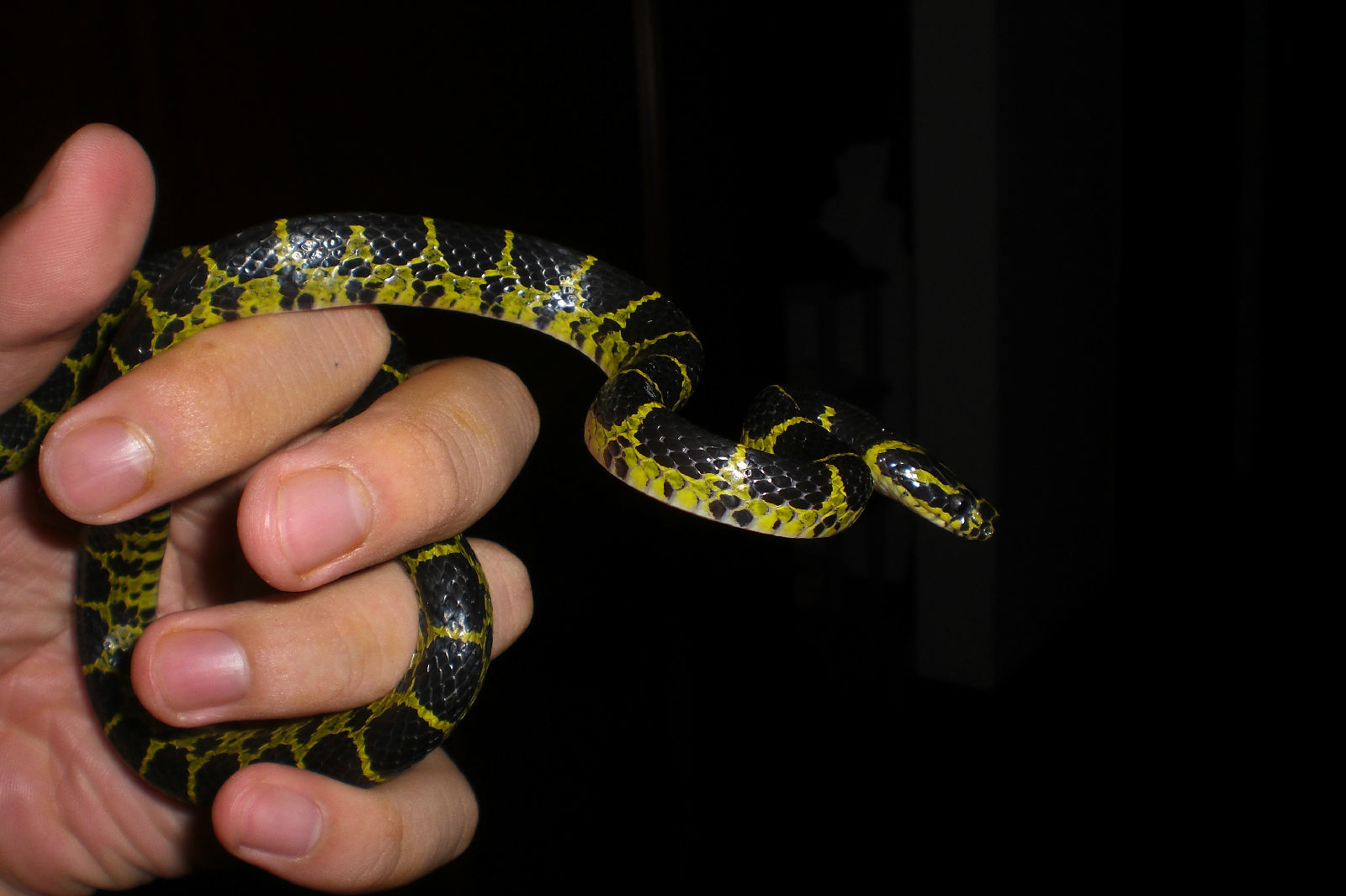  p>海南睑虎又叫海南守宫,眼皮守宫,是我国特有物种,分布于我国海南省