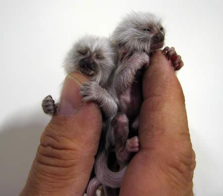  p>白化动物是体色异常呈白色的个体,对于自然界中的 a target="