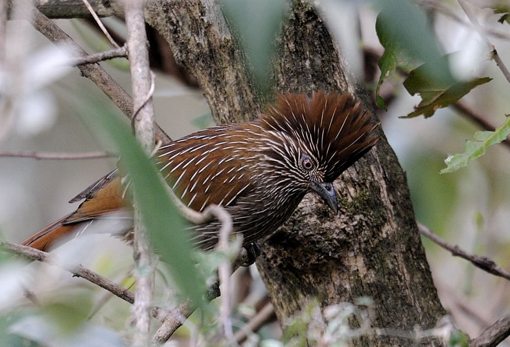 条纹噪鹛(学名: i>grammatoptila striata /i>)是画眉科,噪鹛属中型