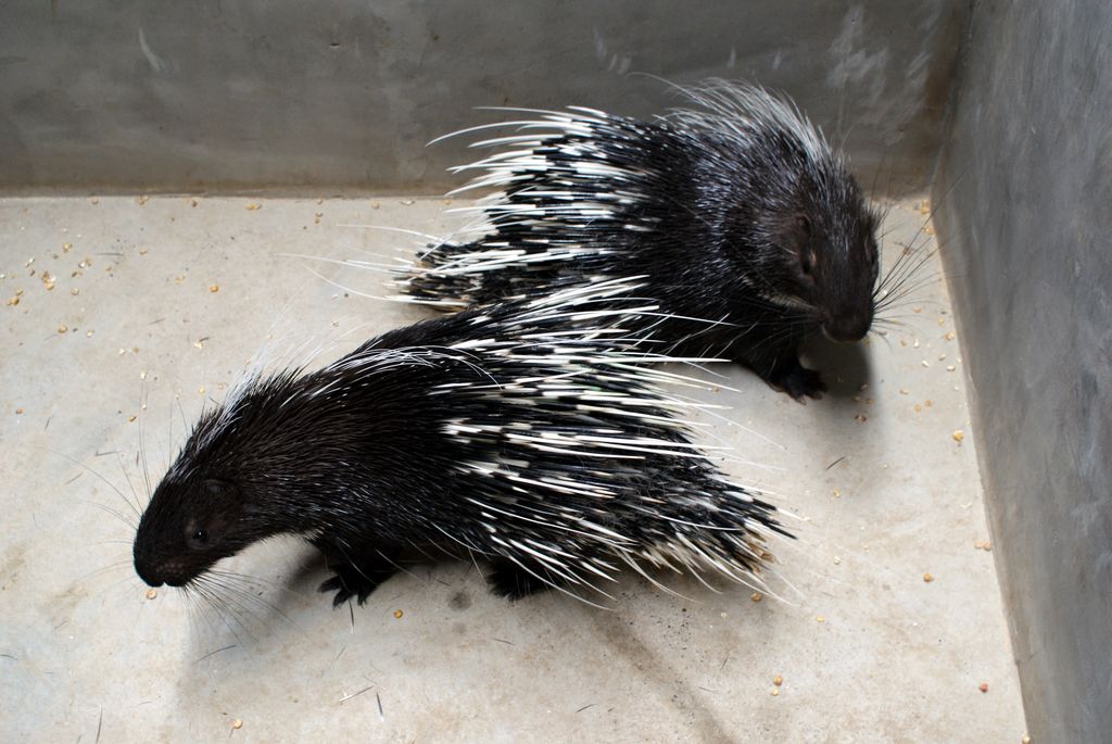  p>云南豪猪(学名:hystrix brachyura yunnanensis)是 a href="#"