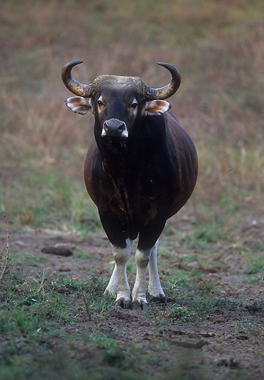 ="gnbl22iq5j">爪哇野牛(学名: i>bos javanicus /i>)是牛科,牛属动物