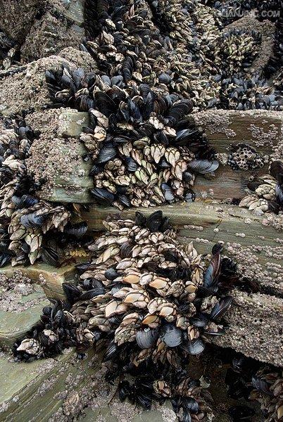  p>鹅颈藤壶(学名: i>lepas anatifera /i>)是龟藤壶科,茗荷属.