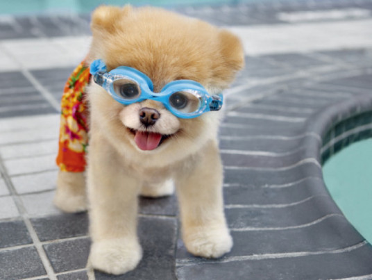 Boo 人气博美狗 百度百科