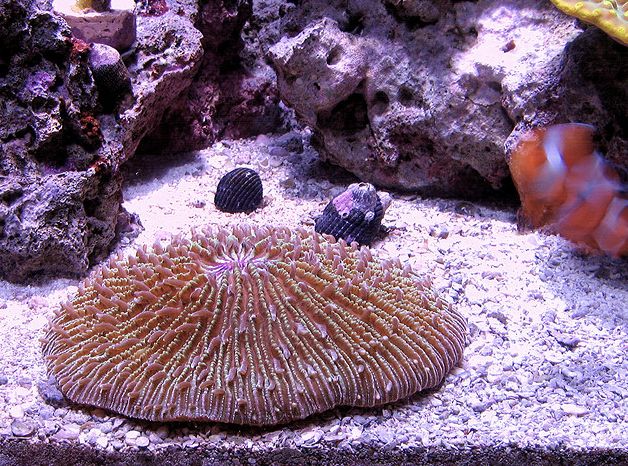  p>蕈珊瑚属(学名:fungia)是水螅型的单体或群体动物,共有25种.