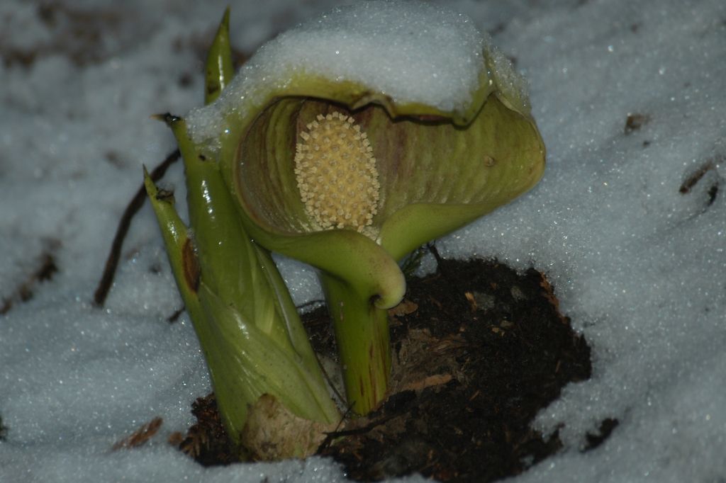  p> b>臭菘 /b>(拉丁学名:symplocarpus foetidus)别称:黑瞎子白菜
