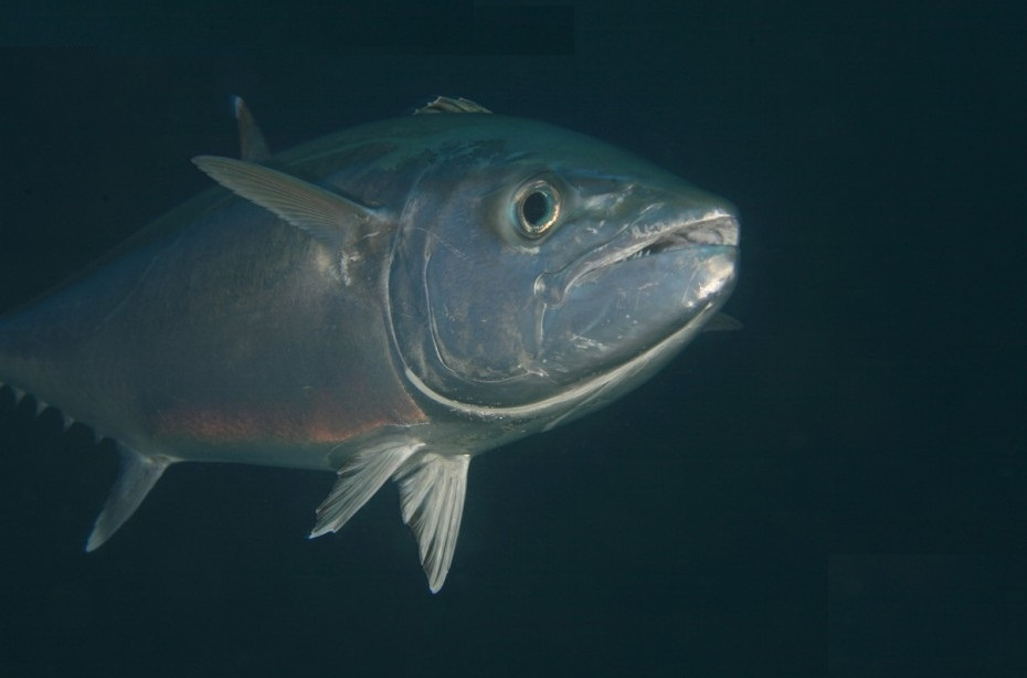  p>裸狐鲣,学名: i>gymnosarda unicolor /i> (rüppell, 1836) ,又称