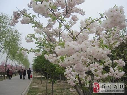 樱花