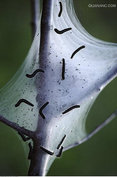  p>天幕毛虫, i>malacosoma neustria testacea /i> motsch,为 a href