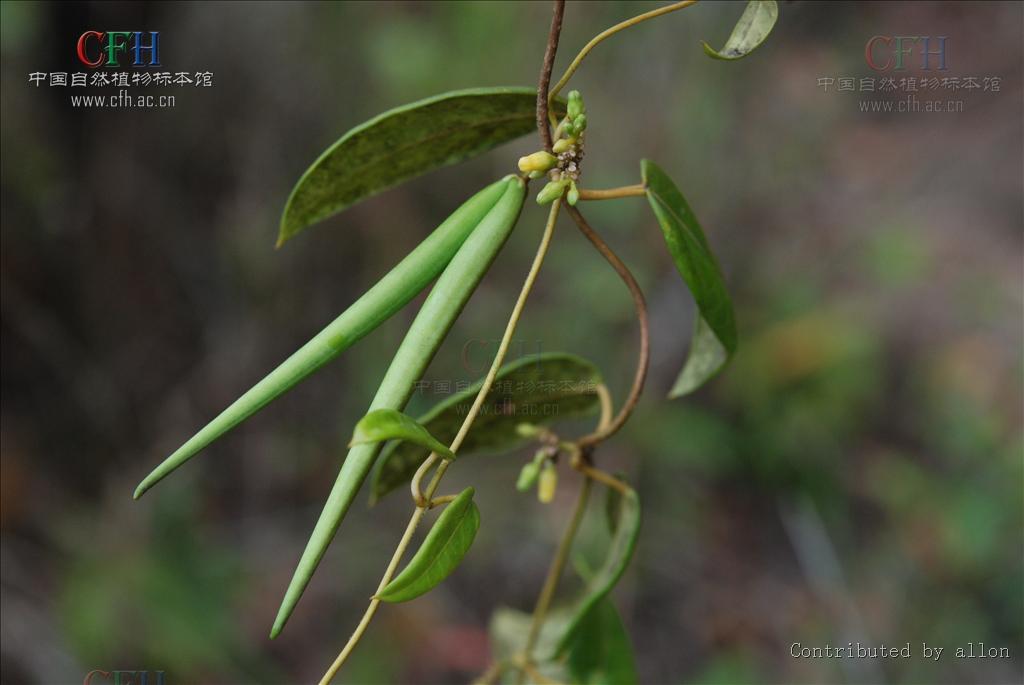  p data-id="gnwut0a9ll">富宁藤( i>parepig