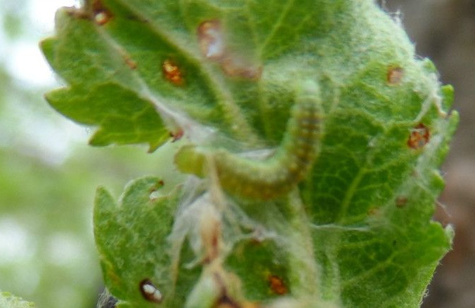  p>苹小卷叶蛾是桃园的主要害虫之一.