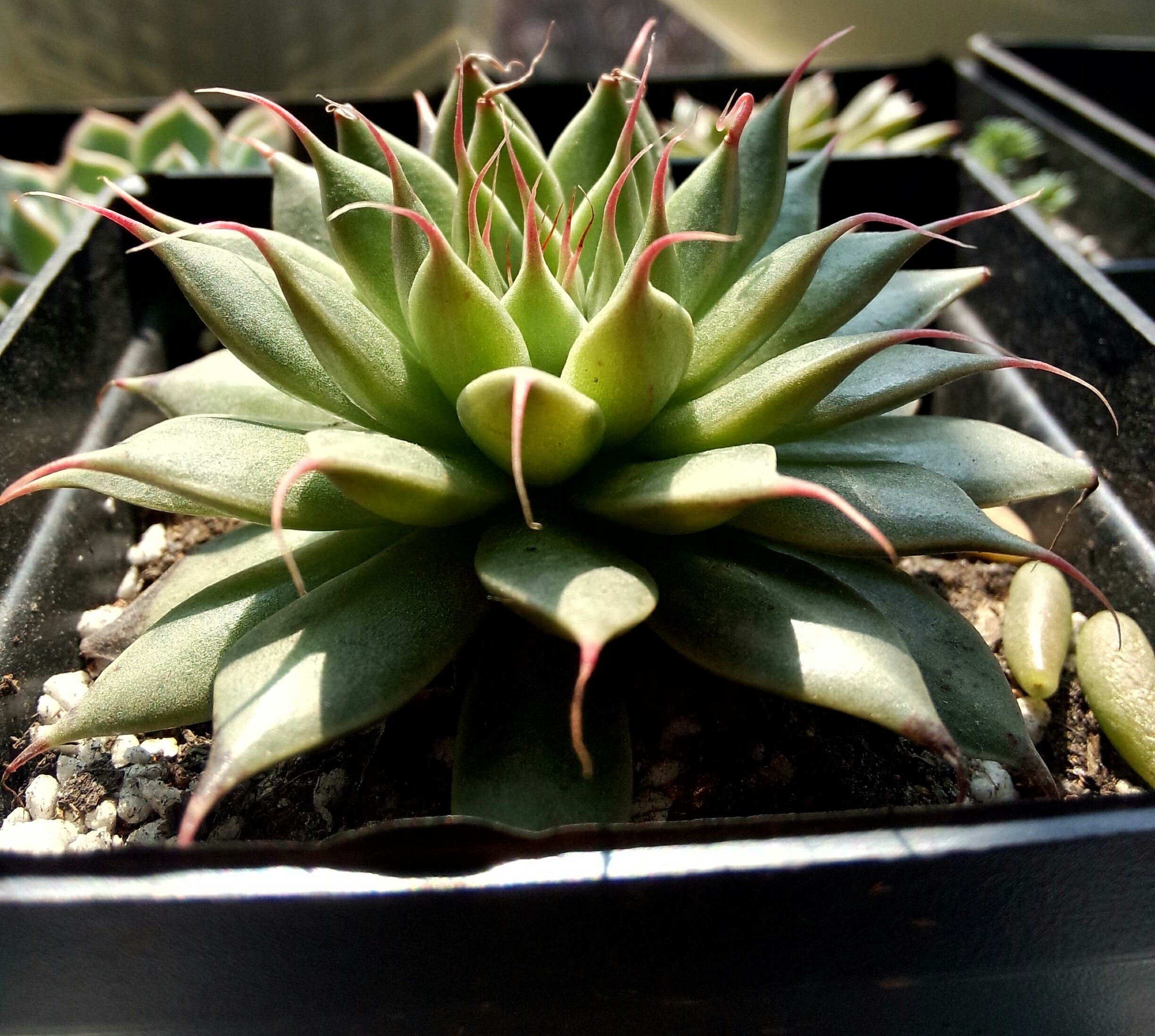  p data-id="tblrt8cheb7v">银星是景天科风车草属植物.