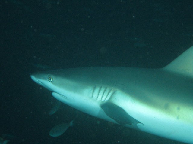  p>钝吻真鲨(学名: i>carcharhinus amblyrhynchos /i>)是真鲨科,真鲨