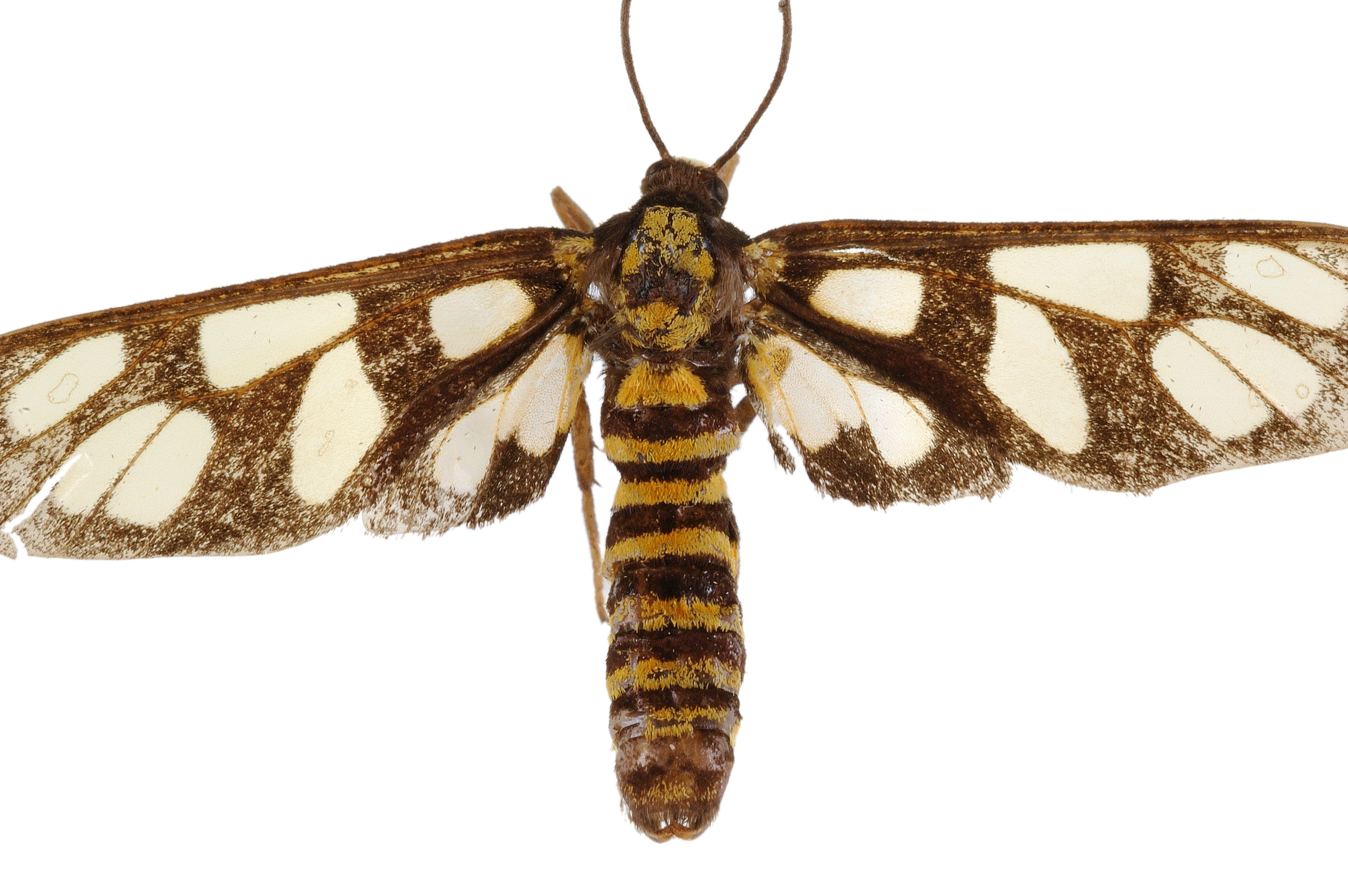  p>灯蛾科( i>arctiidae /i>)为鳞翅目大鳞翅亚目夜蛾总科的一个大科