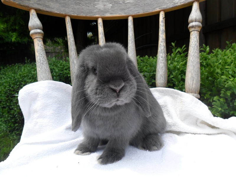 英国迷你垂耳兔