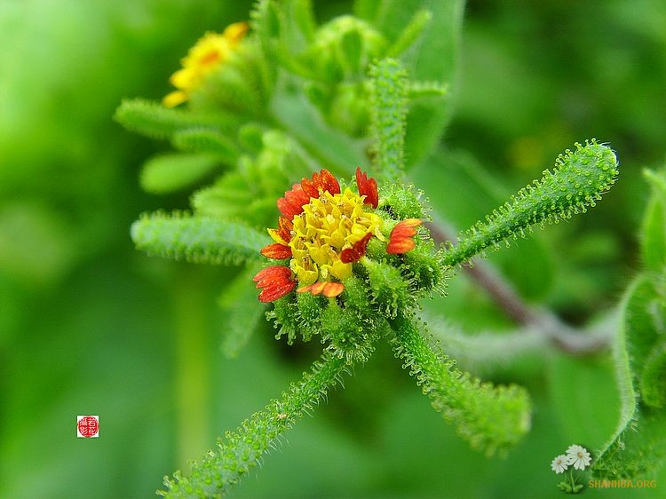  p>腺梗豨莶,为 a href="#" data-lemmaid="229183">双子叶植物纲 /a>