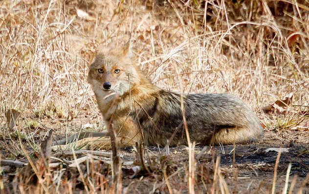  p>金豺(学名: i>canis aureus /i>):共有8个 a href="#" data-lemma