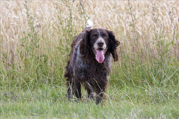  p>沙克犬,又称猎羚犬或拉伯狩猎犬或波斯灵提或者沙路奇猎犬.