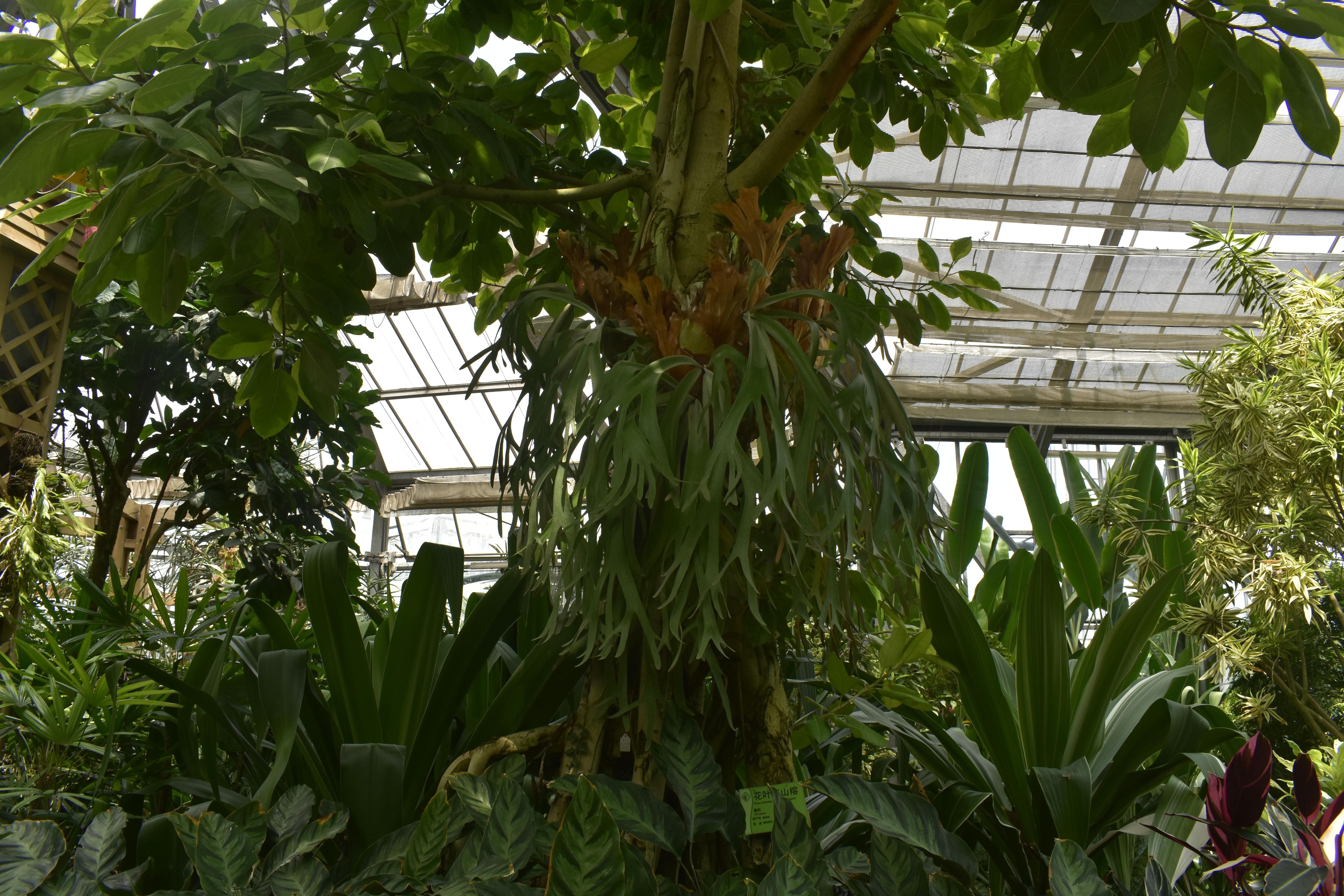 f)属于 a href="#" data-lemmaid="12640320">桑科榕属 /a>的一类 a