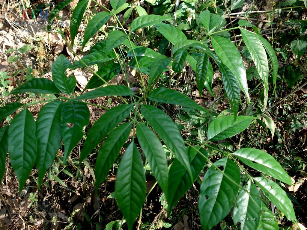 鹧鸪花属, a target="_blank" href="/item