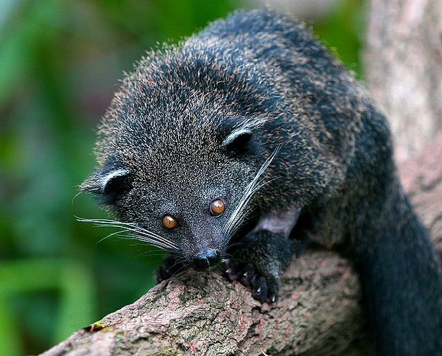 arctictis binturong