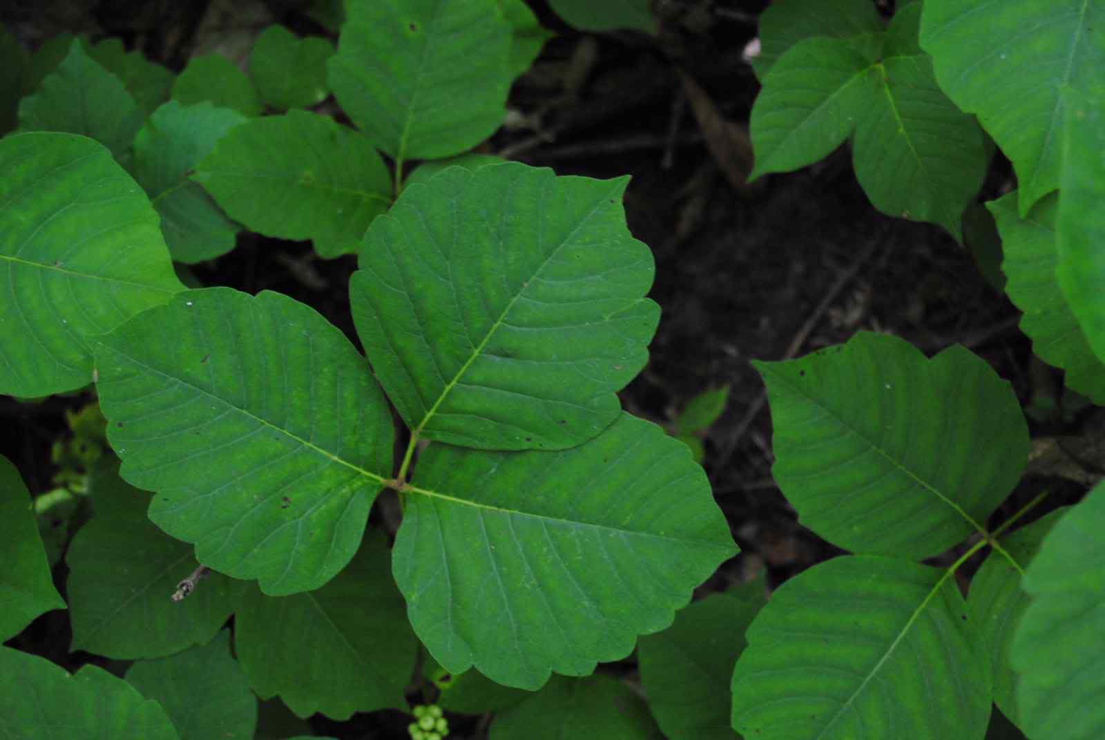 是菊科,婆罗门参属二年生 a target="_blank" href="/item/草本">