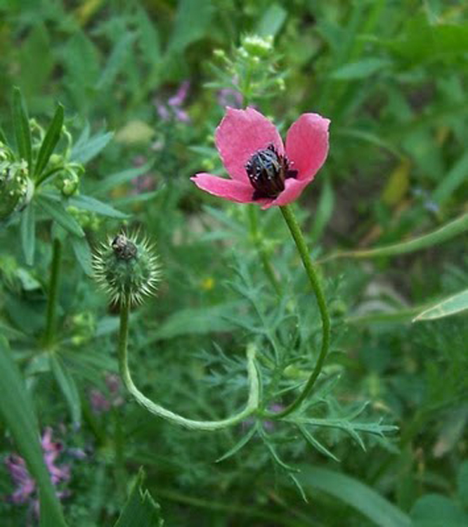 round pricklyhead poppy