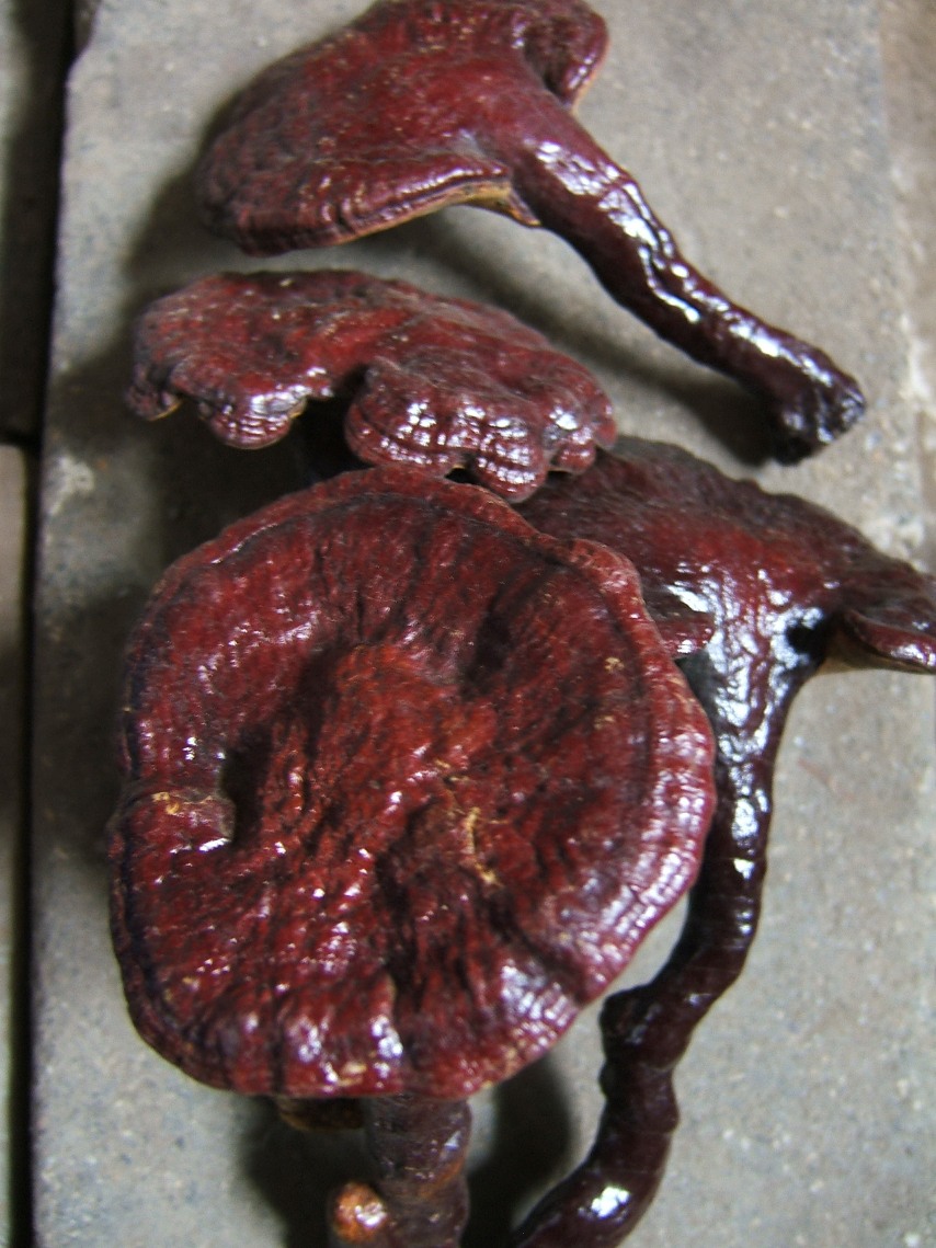  p>福建假芝,担子果一年生,有柄,木栓质. /p>