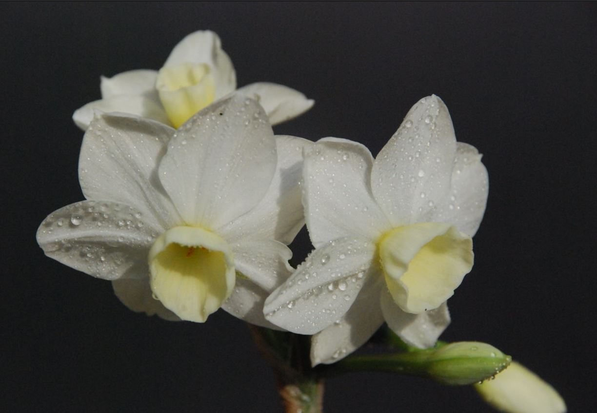 narcissus tazetta subsp. eutazetta briq.