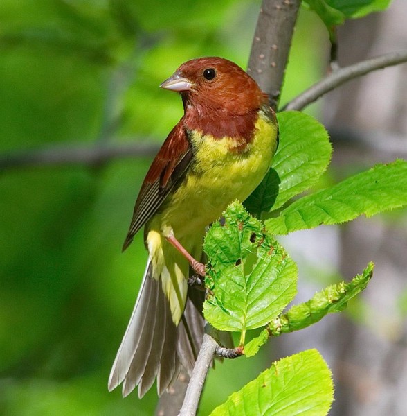  p>栗鹀(学名: i>emberiza rutila /i>):为鹀科鹀属的鸟类,体重15-22