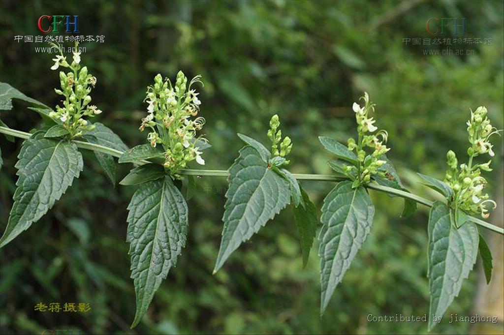  a target="_blank" href="/item/唇形科">唇形科 /a>香科科属植物.