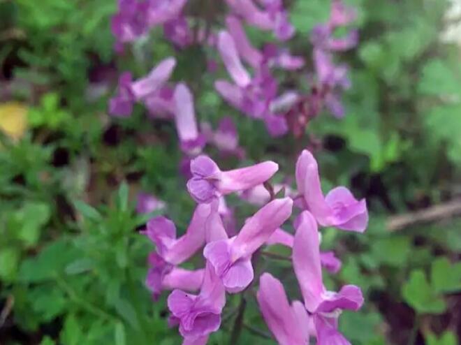  p>紫堇属隶属于荷包牡丹亚科fumarioideae的紫堇族corydaleae,广布于