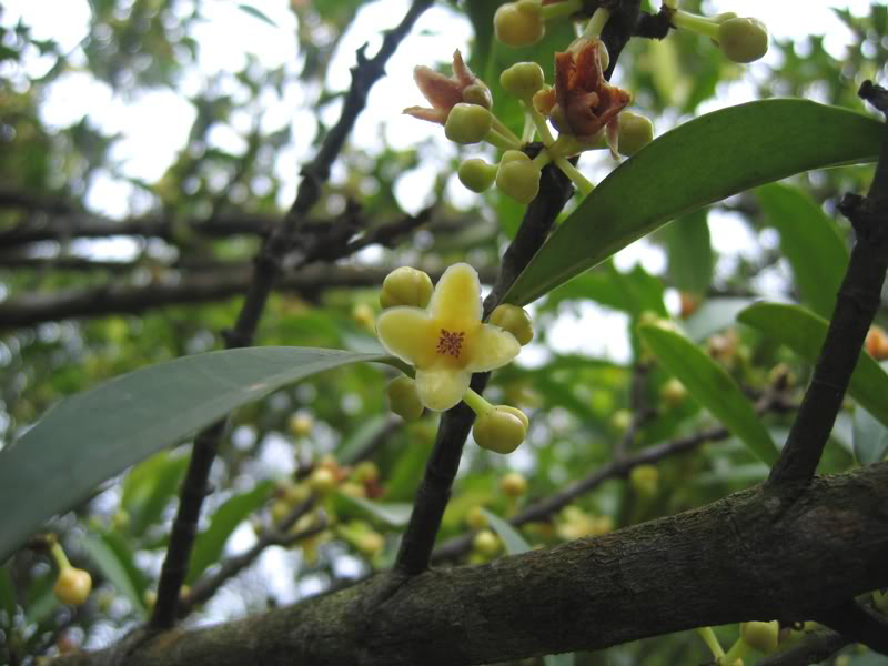 carcinia oblongifolia ghamp