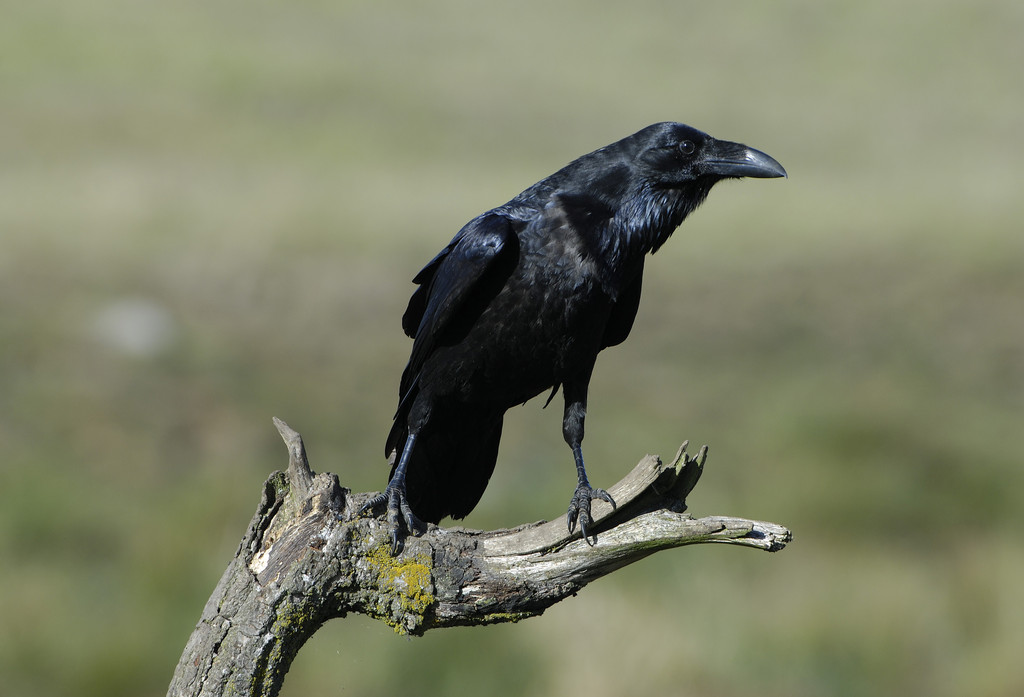  p>渡鸦中美亚种是一种鸦科,鸦属类生物,通体黑色,并闪紫蓝色 a