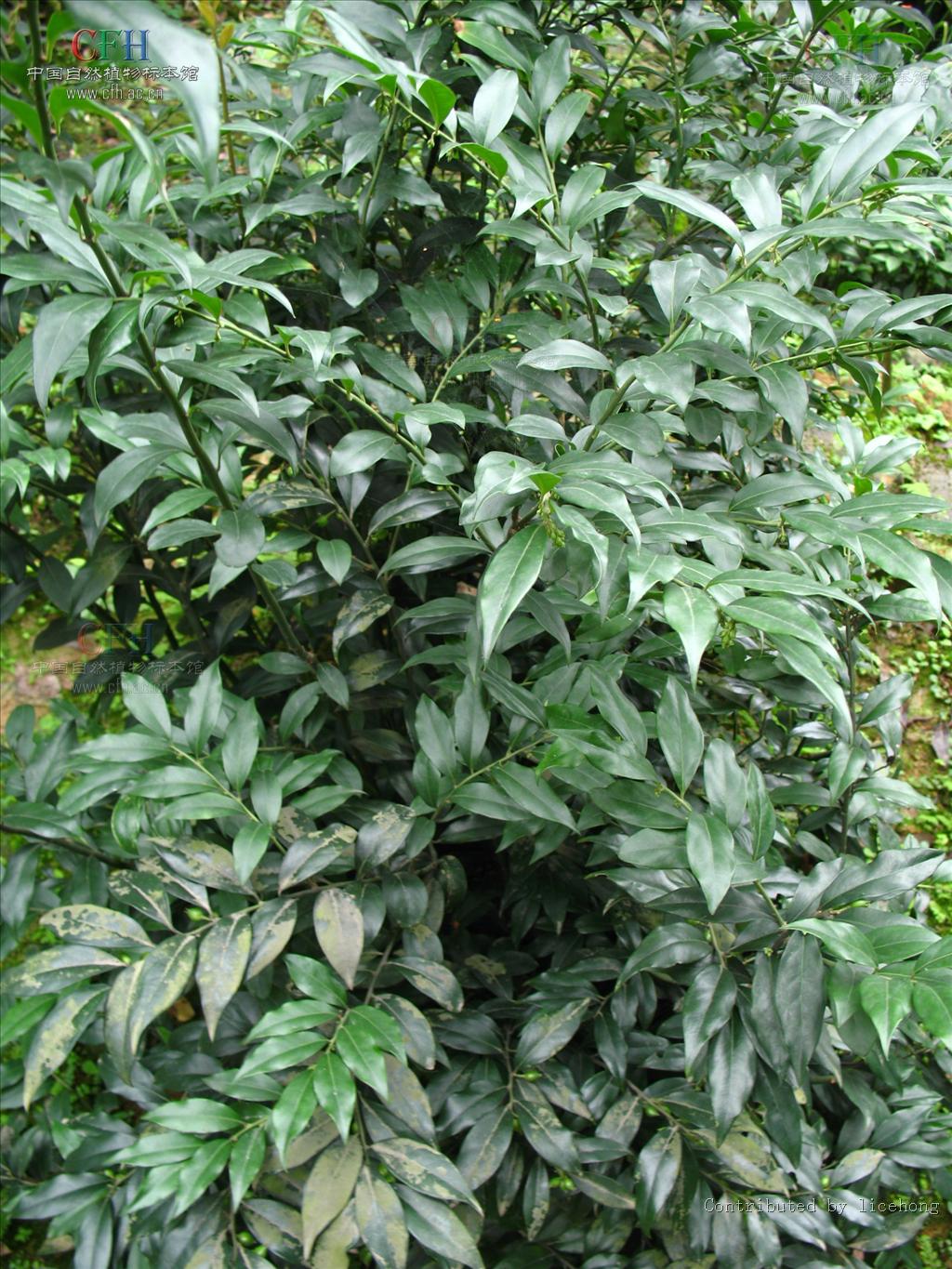  p>野扇花(学名:)是 a>黄杨科, /a> a>野扇花属 /a> a href="#" data