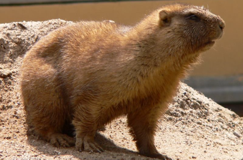  p>草原旱獭(学名: i>marmota bobak /i>),是松鼠科,旱獭属的动物.