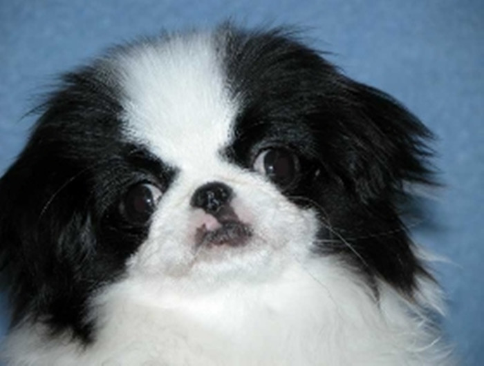  p>日本狆头大,宽且平.鼻子宽而且短.