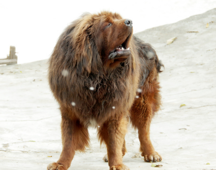 藏獒（起源于中国西藏的大型犬类）_百度百科