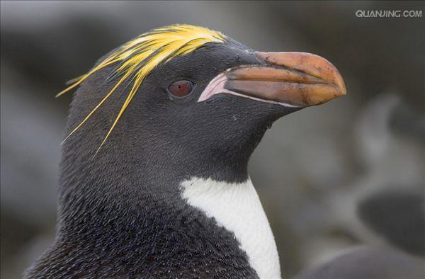 角企鹅属(eudyptes)