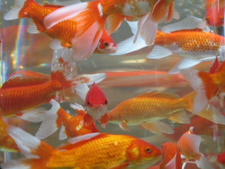  p>草金鱼又叫金鲫鱼,是一种 a target="_blank