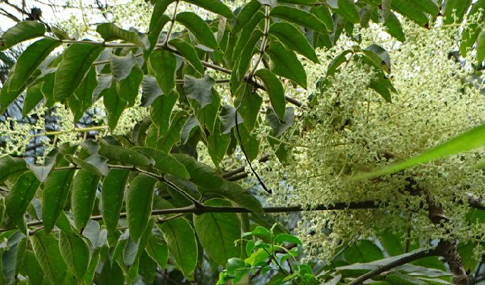  p>白背叶楤木(变种)学名:aralia chinensis l. var.