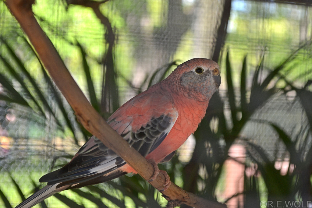 伯克氏粉色鹦鹉