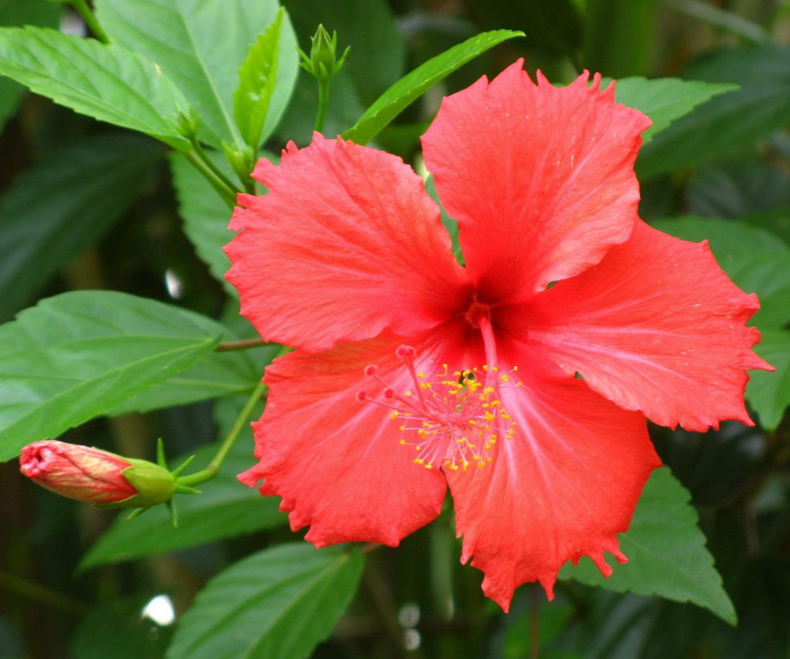  p>桑叶牡丹即 a target="_blank" href="/item/扶桑/6187" data